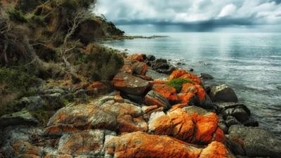 Green beach with sand, water, and trees.