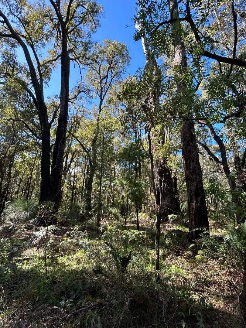 Stark contrast between untouched Jarrah forest and regenerated sections
