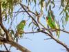 Swift parrots in flight, vibrant green and red plumage, blue sky background.