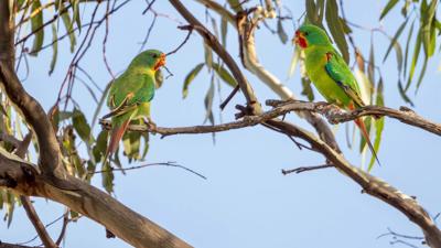 Swift parrots in flight, vibrant green and red plumage, blue sky background.