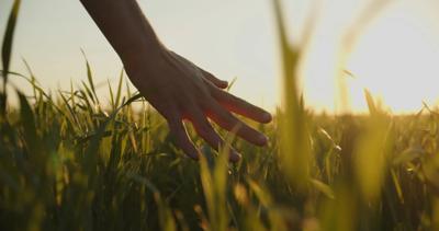 Hand reaching into tall green grass.