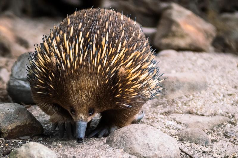 Two echidnas on covenanted land — wildlife protected through private conservation agreements