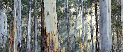 Big old trees in a forest, sunlight filtering through the canopy.