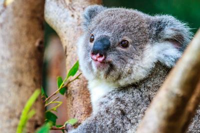 Woman in a white coat, holding a plant, looking at it, in a lab setting.