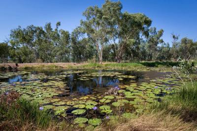 Doongmabulla Springs header image: lush green landscape, water, mountains, blue sky.
