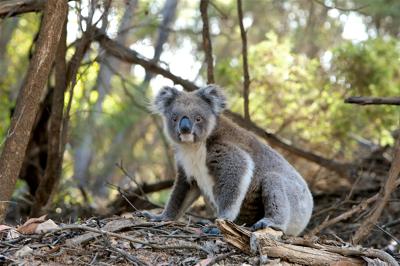 Koala clinging to a eucalyptus tree branch, brown fur, grey bark, green leaves.