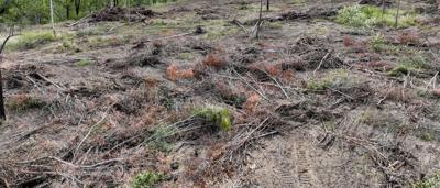 Wyaralong QLD DJI_0400