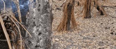 Burning fire, orange flames, dark background.