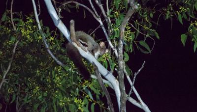 Glider flying over a meadow, blue sky, sunny day.