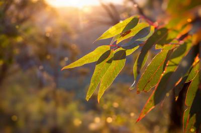 Australian bush scene: Sunlight on eucalyptus sapling, golden glow.