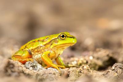 Growling Grass Frog, green and brown, on a leaf.