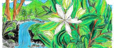 Nature-s-White-Jewel-Anarthikkah-9 - Highly commended Best plant Wild At Art 20026