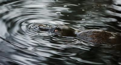 Platypus swimming, header image, Richard Woodgett.