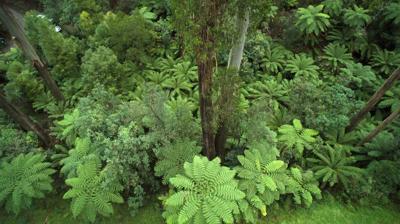 Forest canopy, Toolangi State Forest, Dale Cochrane. Green trees, sunlight.