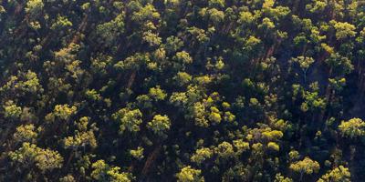 Cape York Peninsula landscape, featuring lush green vegetation and a cloudy sky.