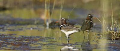 Australian Painted Snipe, bird, brown and white plumage, long beak, standing.