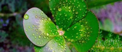 Water plant with green leaves and stem, close-up.