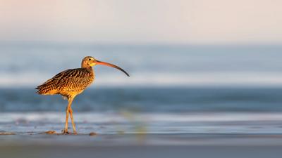 Far Eastern Curlew bird standing on a beach, long curved beak.