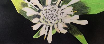 Runner-up Fletcher's Drumsticks, Bella, close-up of food.