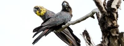 Black cockatoos perched on a branch, glossy feathers, John Spencer.