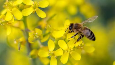 Bee on a yellow flower, close-up shot.