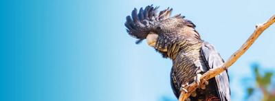 Red-tailed black cockatoo perched on a branch, vibrant plumage, against a blurred background.