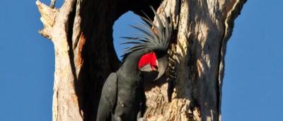 Palm cockatoo perched on a branch, black plumage, red cheek patch, large beak.