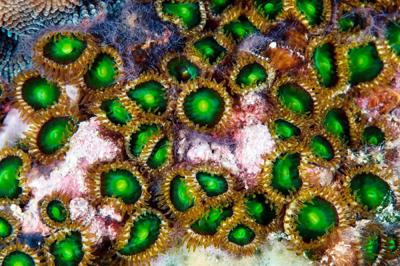 Coral reef header image. Vibrant underwater scene with colorful coral and fish.