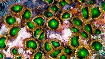 Coral reef header image. Vibrant underwater scene with colorful coral and fish.