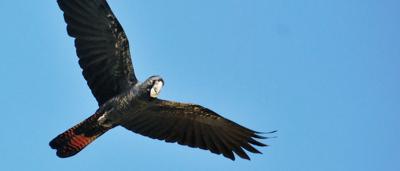 Black cockatoo perched on a branch, facing left, with visible black plumage and red tail feathers.
