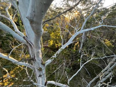 Woman in camping gear smiles near a tent in a forest.