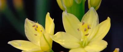 Native flower, pink petals, yellow center, green leaves, close-up.
