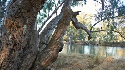 Green canopy with sunlight filtering through, creating dappled light.