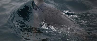 King penguin standing on snow, black and white plumage, orange ear patches.