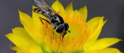 Hover fly, black and yellow stripes, on a green leaf.