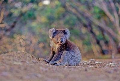 Koala perched in a eucalyptus tree, facing right, with visible fur and leaves.
