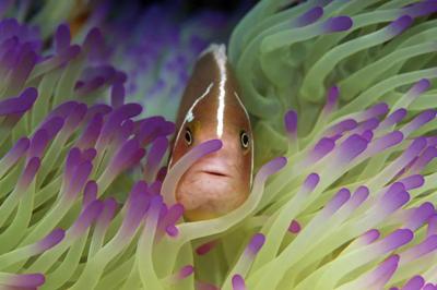 Clownfish swimming near a coral reef, vibrant colors, underwater scene.