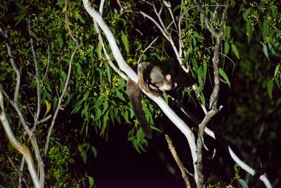 Pink-nosed green frog on a leaf, close-up.