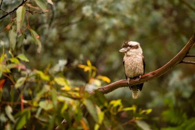 Kookaburra perched on branch, Blue Mountains backdrop.