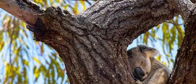 Koala asleep in a eucalyptus tree, high up in the branches.