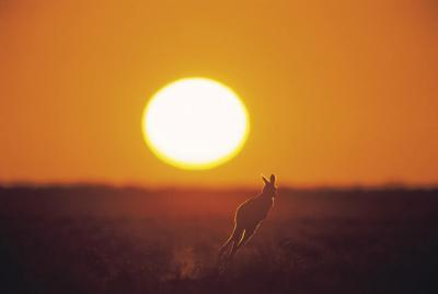 Kangaroo silhouette at sunset in Australian outback.