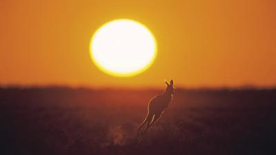 Kangaroo silhouette at sunset in Australian outback.