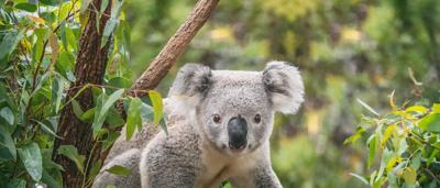 A lush green forest canopy, sunlight filtering through leaves.