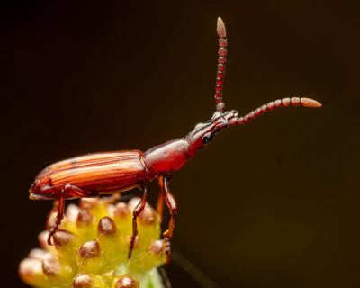 Beetle on a leaf, close-up. Green leaf, insect with patterned shell.