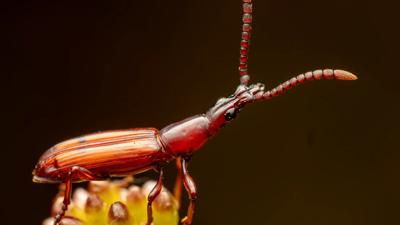 Beetle on a leaf, close-up. Green leaf, insect with patterned shell.
