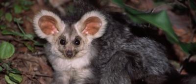 Greater glider in Queensland, Australia. Nocturnal marsupial on a branch.