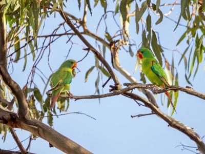 Swift parrots flying, vibrant green and red plumage, blue sky background.