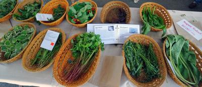 Farmers market scene, Windsor, Brisbane. Stalls, people, produce, sunny day.