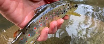 Nature nurtures: How nature… | Australian Conservation Foundation