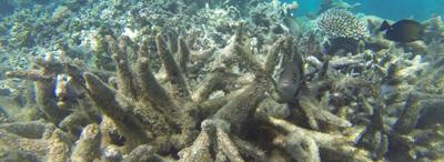 Bleached coral reef, underwater scene, white and brown, damaged ecosystem.